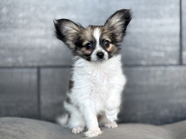 [#25885-02]  - Sable / White M Papillon Puppies for Sale