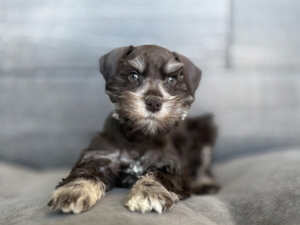 [#26351-01]  - Chocolate M Miniature Schnauzer Puppies for Sale