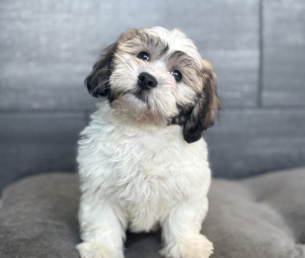 [#26252-01]  - White / Brown M Teddy Bear Puppies for Sale