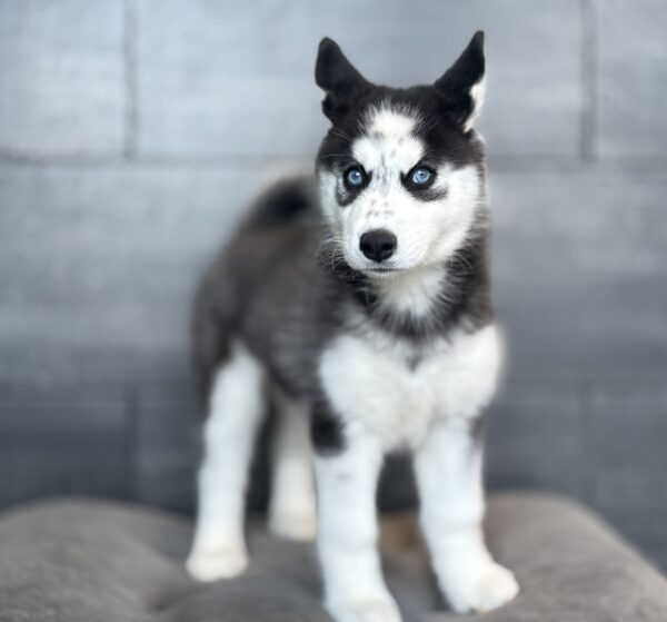 [#2636-07]  - Black / White F Siberian Husky Puppies for Sale