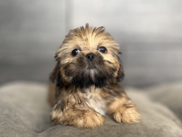 [#26265-02]  - Brown M Shih Tzu Puppies for Sale