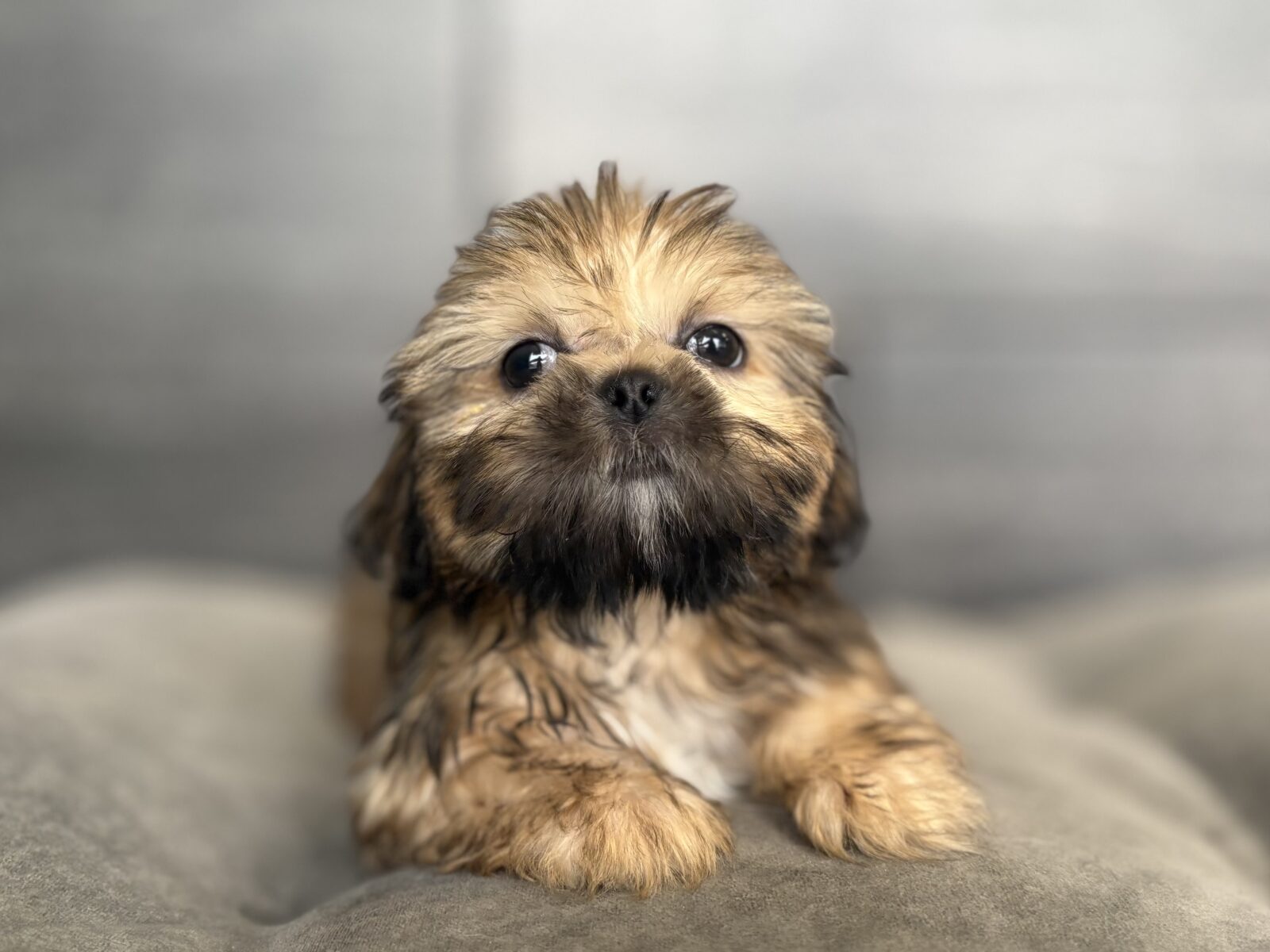Shih Tzu – 4206