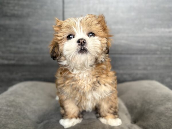 [#N00770]  - Red F Lhasa Apso Puppies for Sale