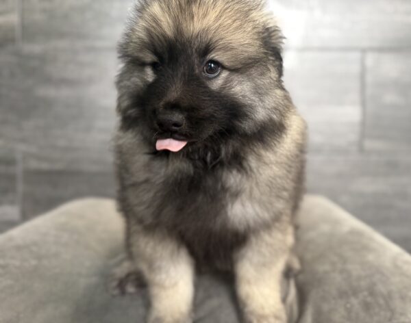 [#26378-02]  - Silver / Black M Keeshond Puppies for Sale