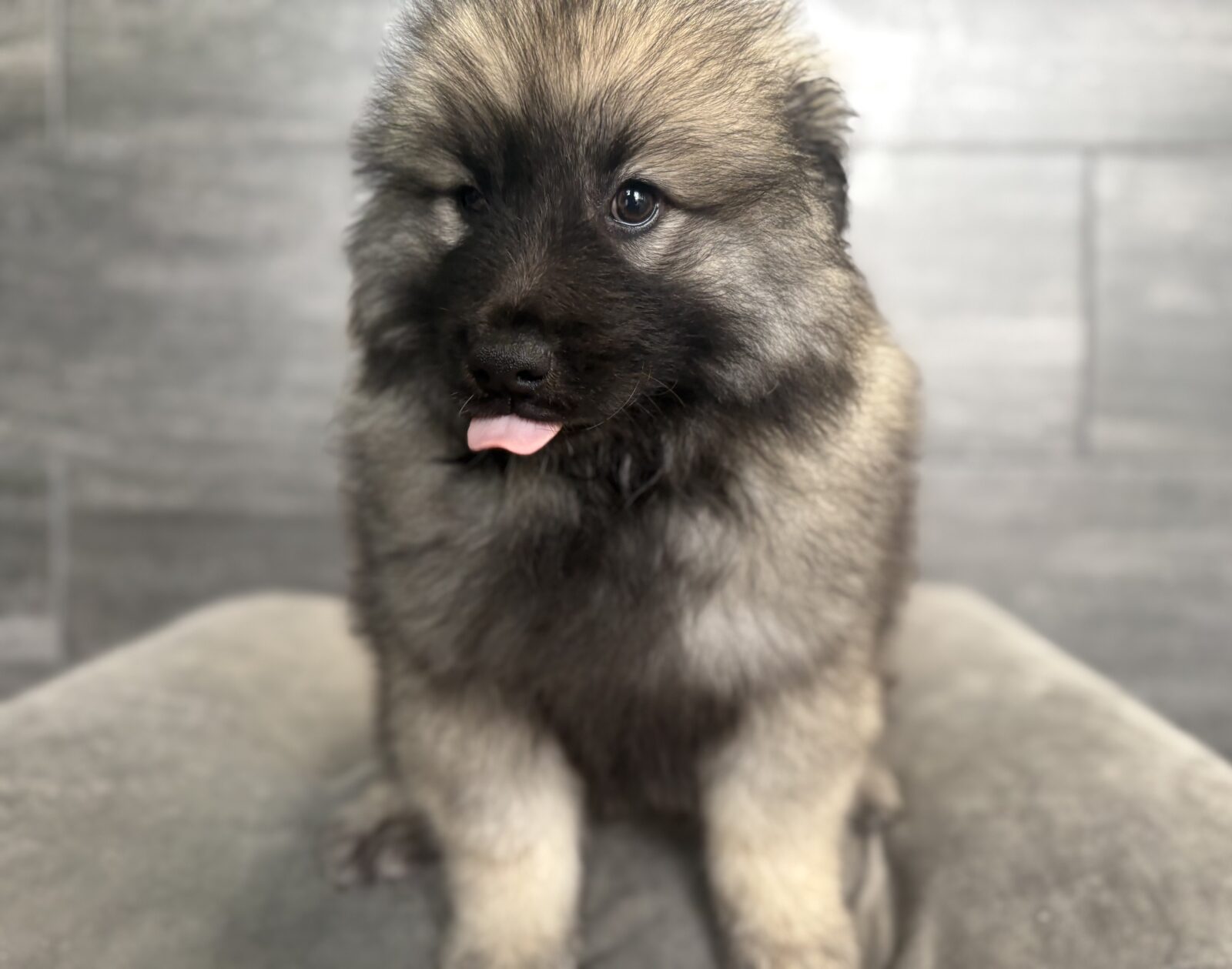 Keeshond – 4210