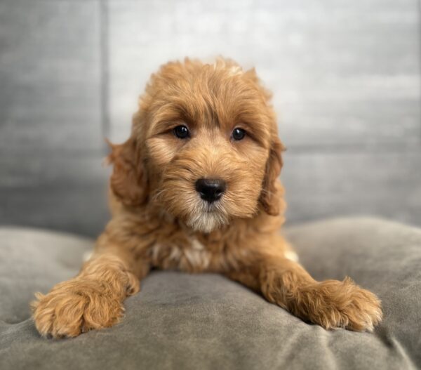 [#26294-09]  - Red F Goldendoodle Mini Puppies for Sale