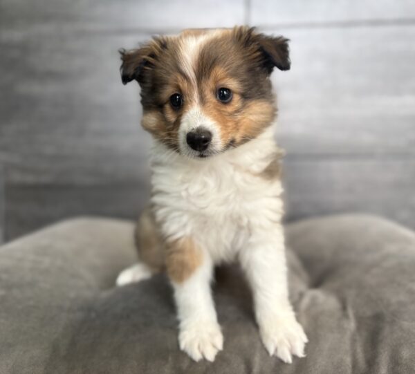 [#26335-01]  - Cream / Tan M Shetland Sheepdog Puppies for Sale