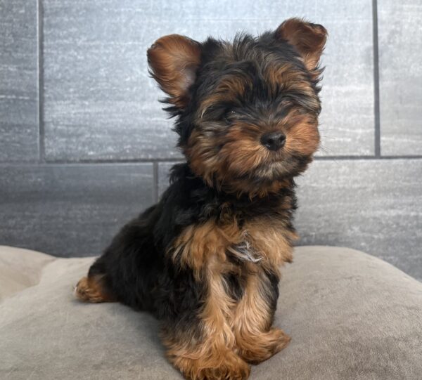 [#N02433]  - Black and Tan M Yorkshire Terrier Puppies for Sale