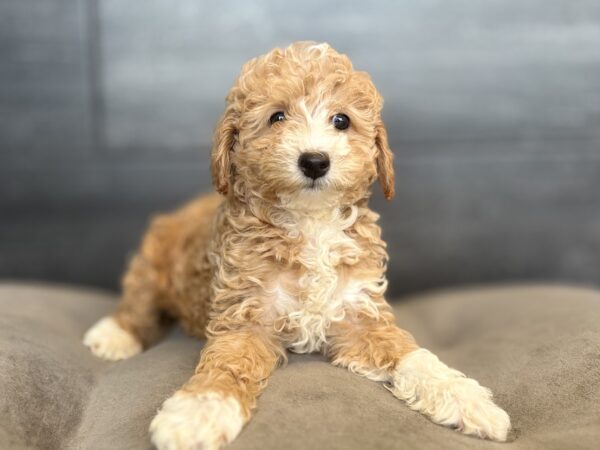 [#26143-01]  - M Poodle Mini Puppies for Sale