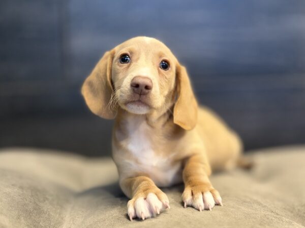 [#26169-01]  - Red M Dachshund Puppies for Sale