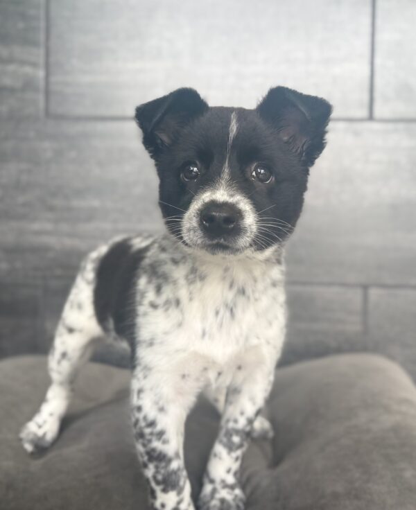 [#2699-05]  - Black / White F Australian Cattle Dog Puppies for Sale