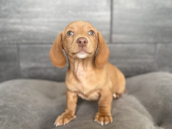 [#26169-02]  - Red M Dachshund Puppies for Sale