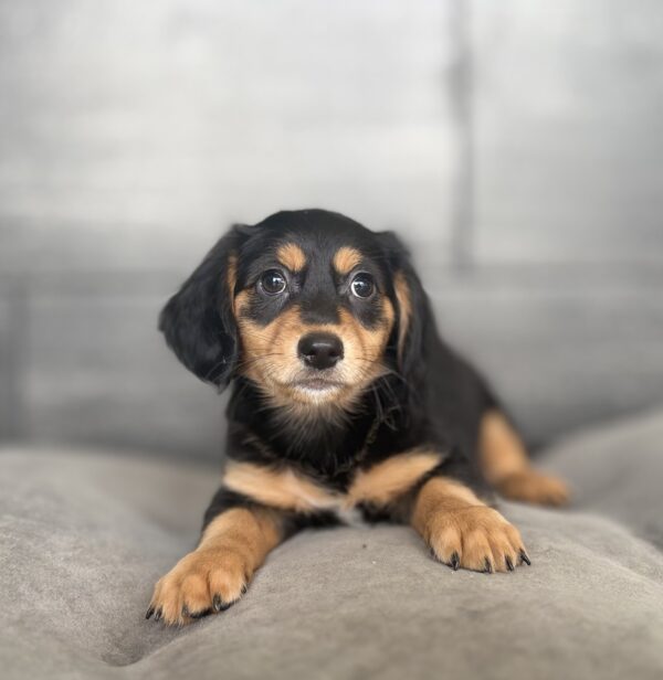 [#26167-01]  - Black / Tan M Chiweenie Puppies for Sale