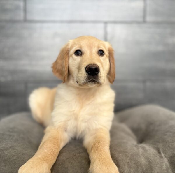 [#26142-01]  - M Golden Retriever Puppies for Sale