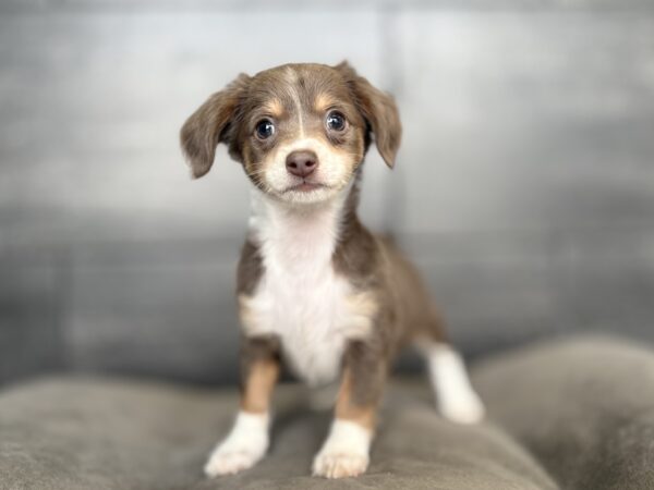 [#26167-03]  - Isabella F Chiweenie Puppies for Sale
