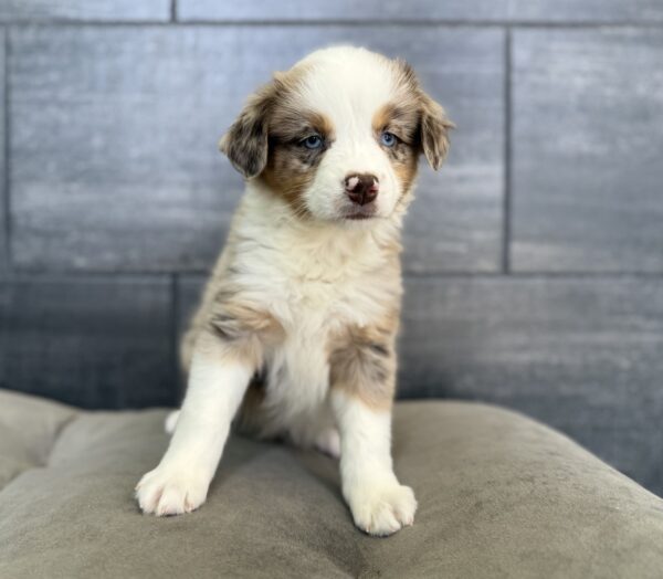 [#26298-06]  - Red Merle M Australian Shepherd Puppies for Sale