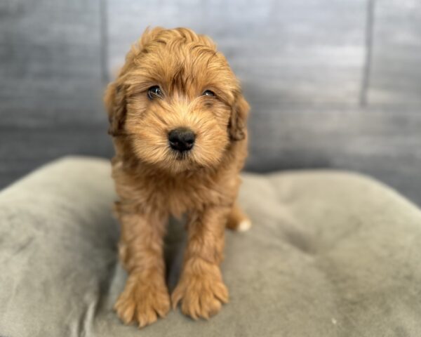 [#2691-03]  - Brown M Whoodle Mini 2nd Gen Puppies for Sale