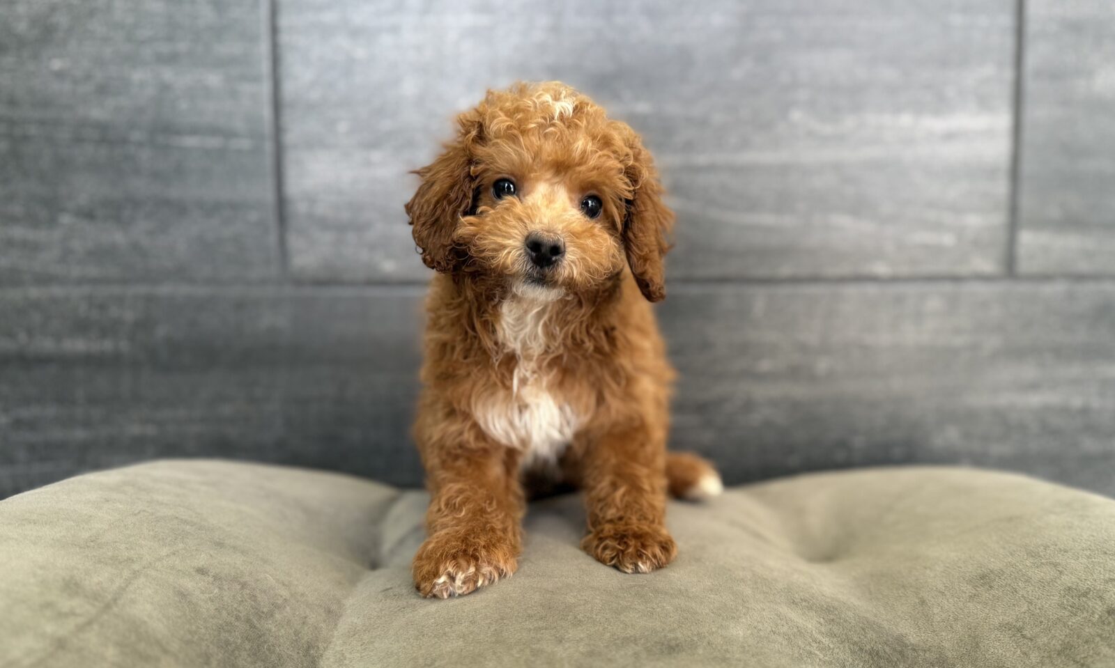 Poodle Mini – CEDRIC