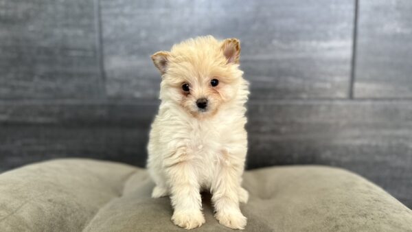 [#26121-03]  - Cream F PomAPoo Puppies for Sale