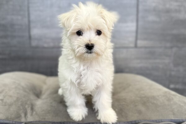 [#2645-04]  - White F Cotonese Puppies for Sale