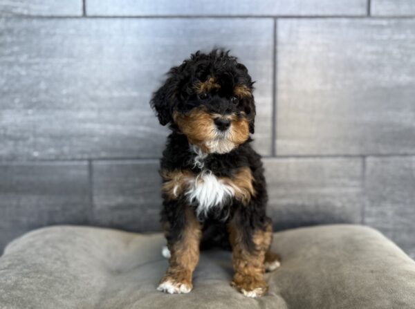 [#26285-02]  - Black M Bernedoodle Mini 2nd Gen Puppies for Sale