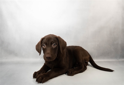 [#N00007]  - Chocolate F Labrador Retriever Puppies for Sale