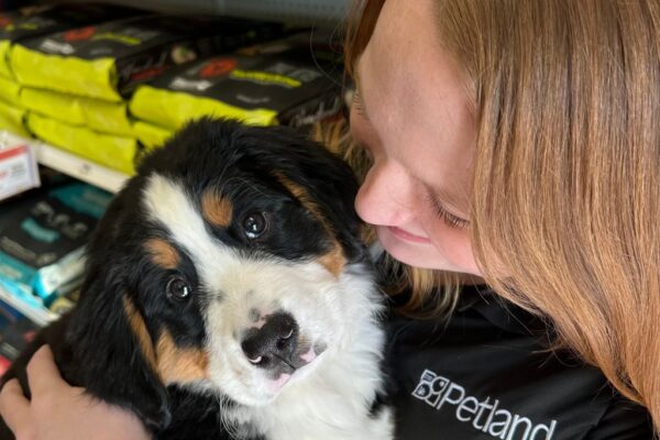 Buying a Puppy from Petland: What to Know Before You Bring One Home