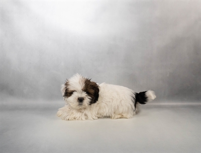 [#N00689]  - Red M Lhasa Apso Puppies for Sale