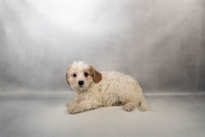 [#N00812]  - White and Apricot M Cavachon Puppies for Sale