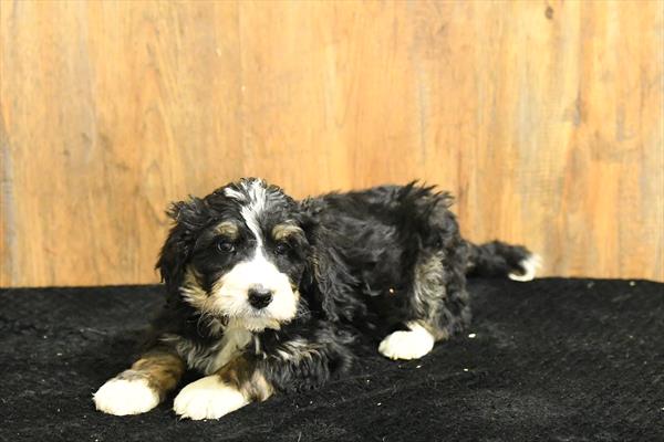 [#26453-02]  - Black M Bernedoodle Puppies for Sale