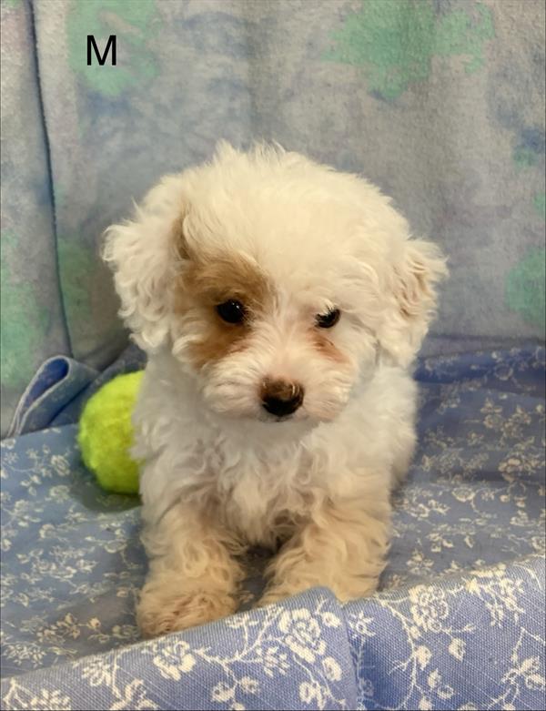 [#2697-01]  - White / Apricot M Hybrid Puppies for Sale