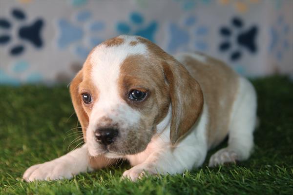 [#26525-05]  - Lemon / White F Beagle Puppies for Sale