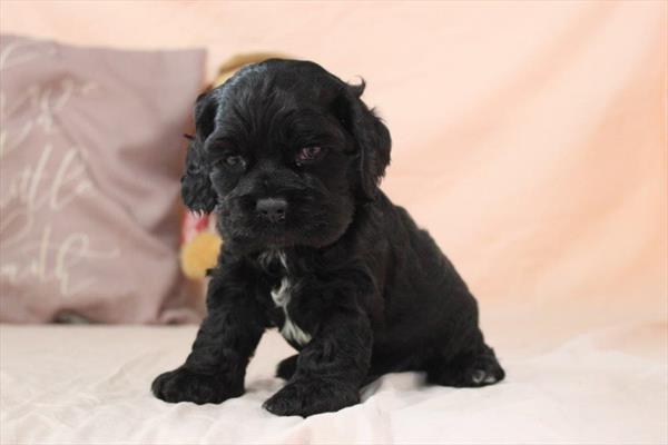 [#26553-02]  - Black M Cocker Spaniel Puppies for Sale