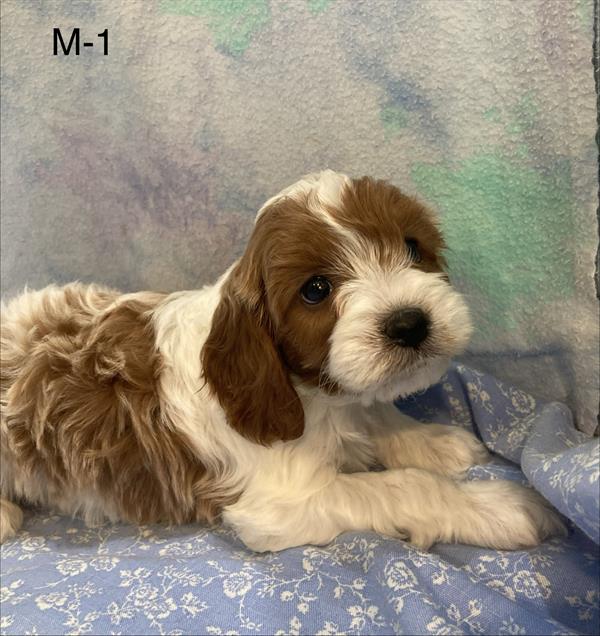 [#26177-01]  - White / Red M Cavapoo Puppies for Sale
