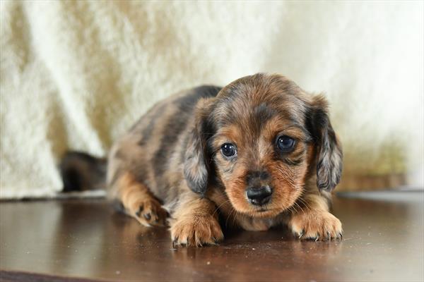 [#26679-04]  - Silver Dapple F Dachshund Puppies for Sale