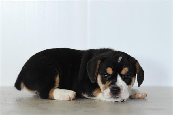 [#26774-02]  - Black Tan / White M Beabull Puppies for Sale