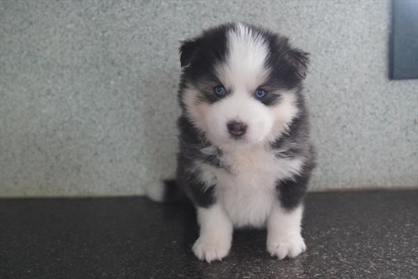 [#26664-02]  - Gray / White M Pomsky Puppies for Sale