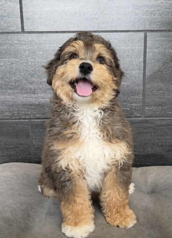 [#26144-04]  - F Aussiepoo Mini Puppies for Sale