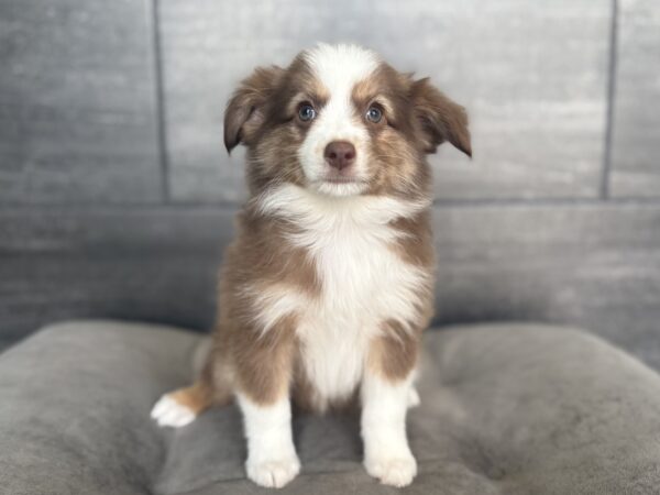[#26394-01]  - Red M Miniature Australian Shepherd Puppies for Sale