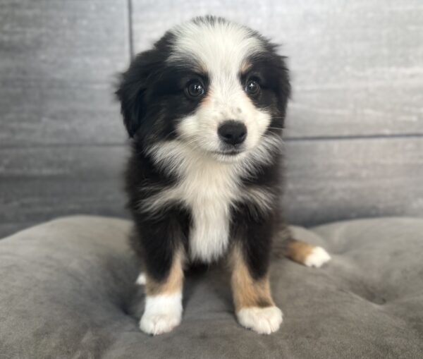[#26394-05]  - Black M Miniature Australian Shepherd Puppies for Sale