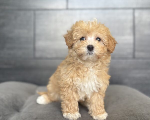 [#26619-03]  - Light Brown F Havapoo Puppies for Sale