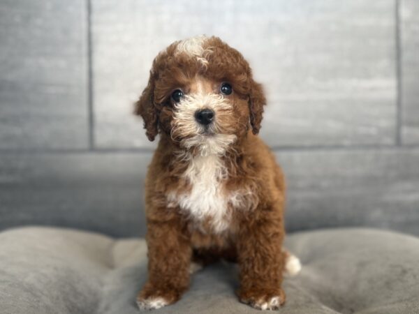 [#26405-04]  - Red / White F Cavapoo F2 Puppies for Sale