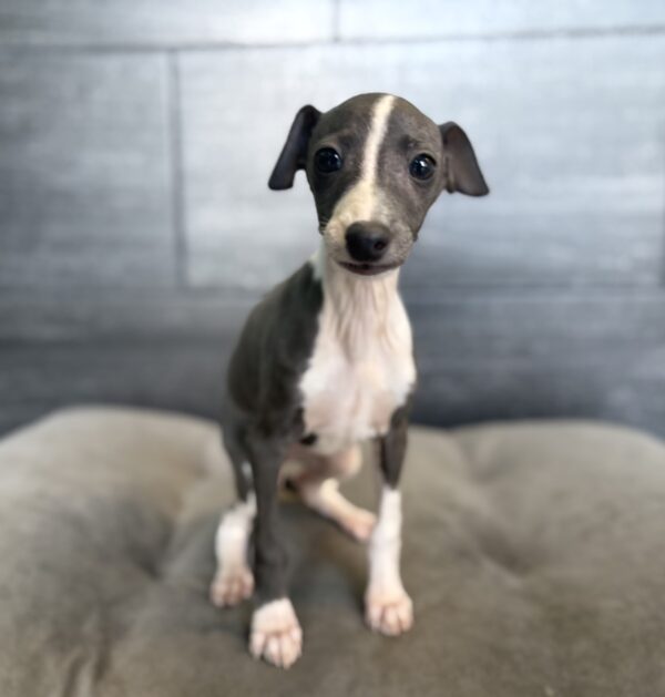 [#26310-06]  - Blue F Italian Greyhound Puppies for Sale