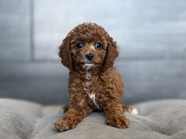 [#26521-01]  - Red / White M Poodle Mini Puppies for Sale