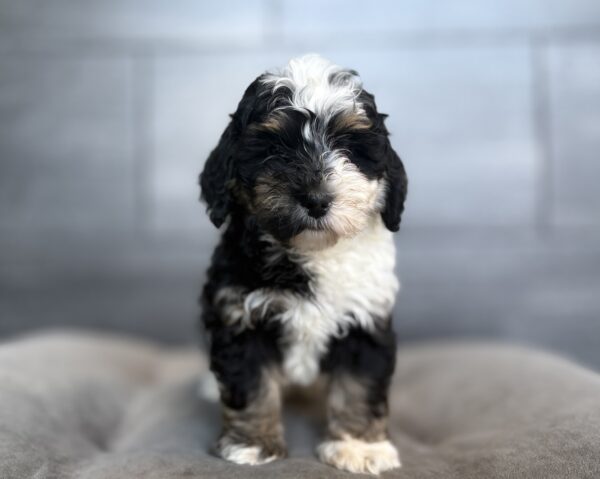 [#26134-02]  - Tri-Colored M Bernedoodle Mini 2nd Gen Puppies for Sale
