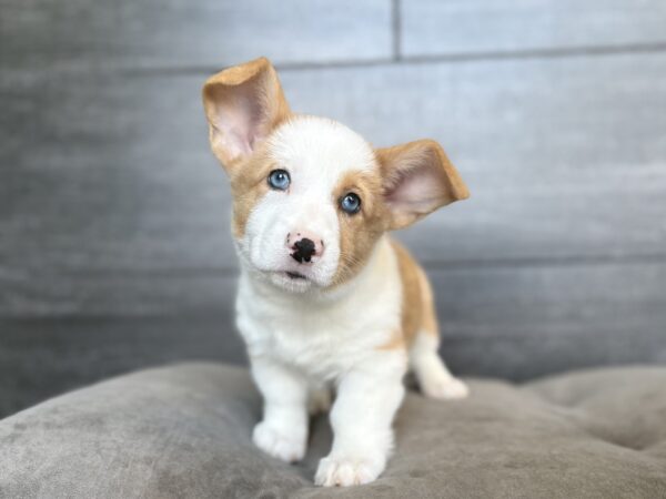 [#26411-06]  - Red / White F Pembroke Welsh Corgi Puppies for Sale