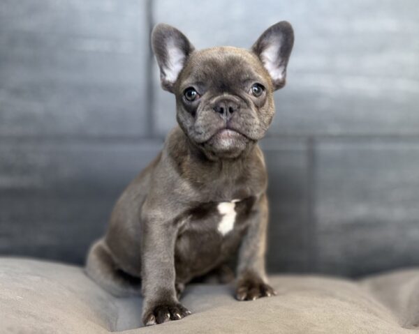 [#26825-03]  - Blue F French Bulldog Puppies for Sale