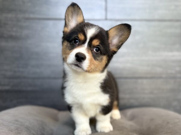 [#26498-06]  - Black F Pembroke Welsh Corgi Puppies for Sale