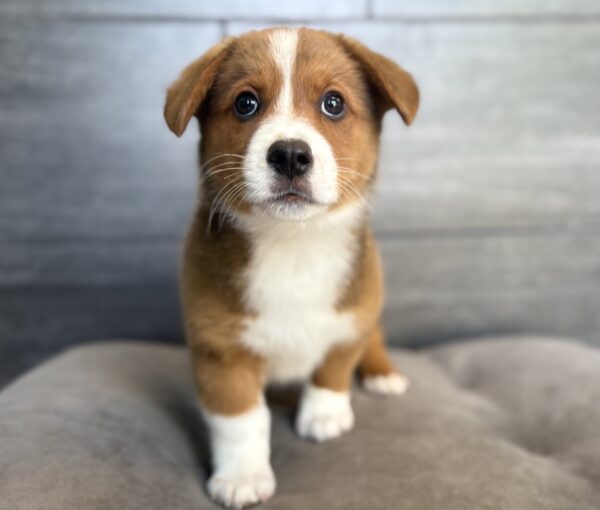 [#N01506]  - Red and White M Auggie Puppies for Sale