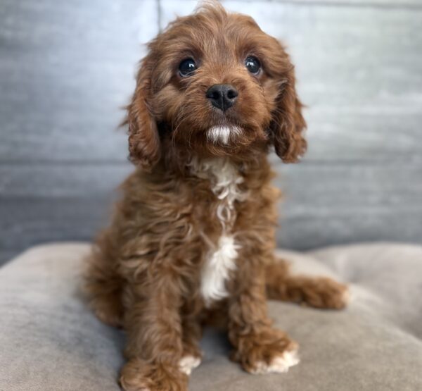 [#26175-01]  - Red M Cavapoo Puppies for Sale